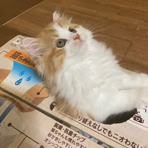 ふうた ♂ 5カ月。初めまして。ふうたと言います！　趣味は段ボールに入ることと、ゴミ箱を物色すること！　どれだけ食べてもお腹が満たされないのが悩みです！　自慢はつちのこみたいな太い尻尾です！（THEしずおかーちゃんさん）