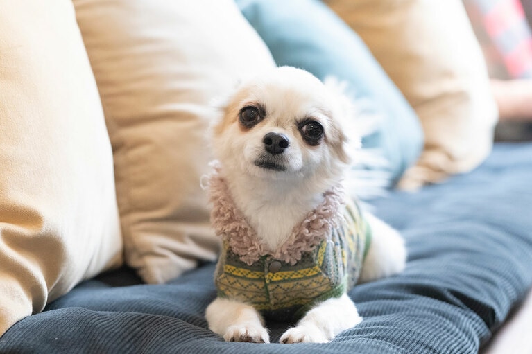 アザーカット。取材で伺った「CHICCO」の看板犬・ハルくん。