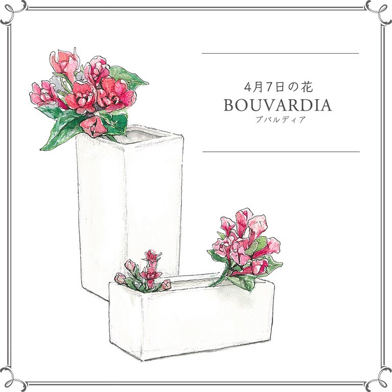 4月7日の花「ブバルディア」