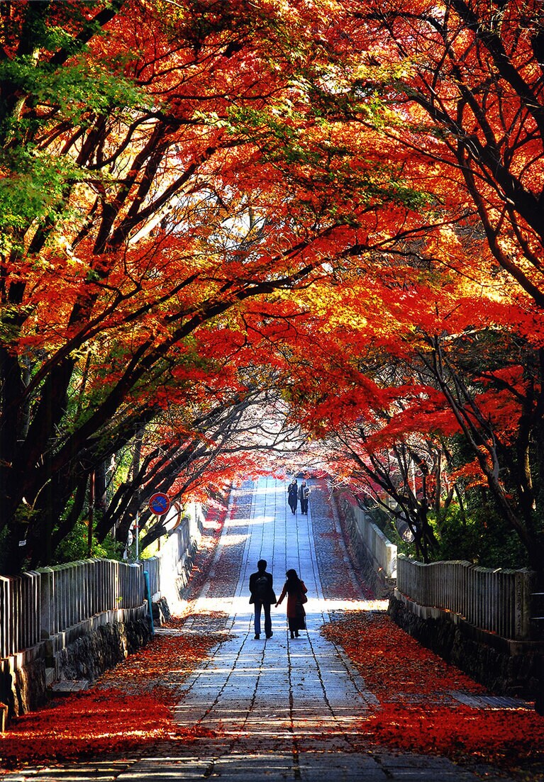 向日神社の紅葉／京都府