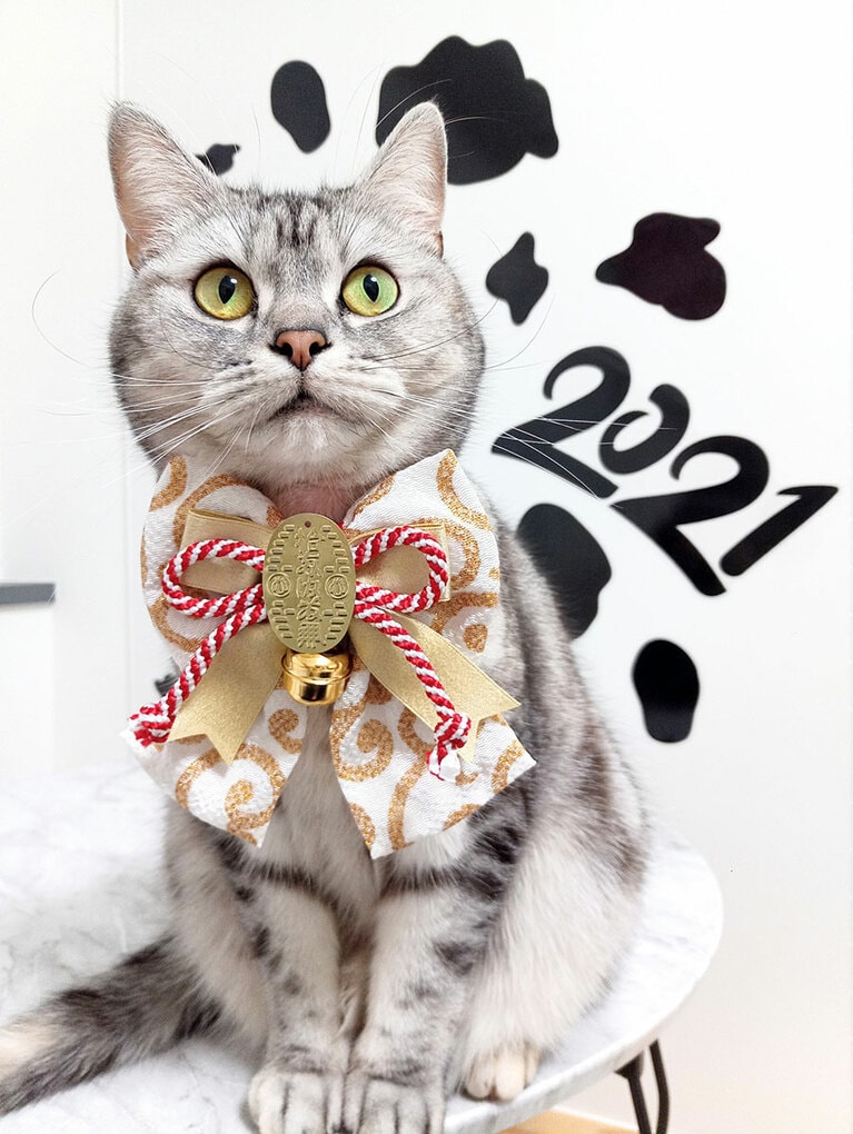 【グランプリNo.4】仙豆 ♀ 2歳。年賀状の写真として使おうと思い撮影しました