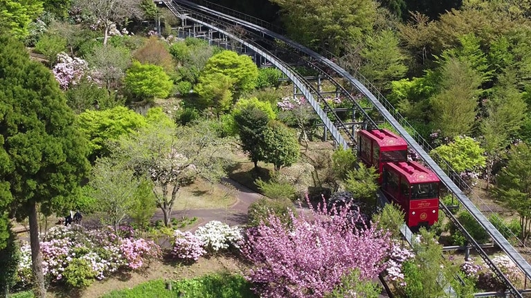英彦山花園のシャクナゲ。