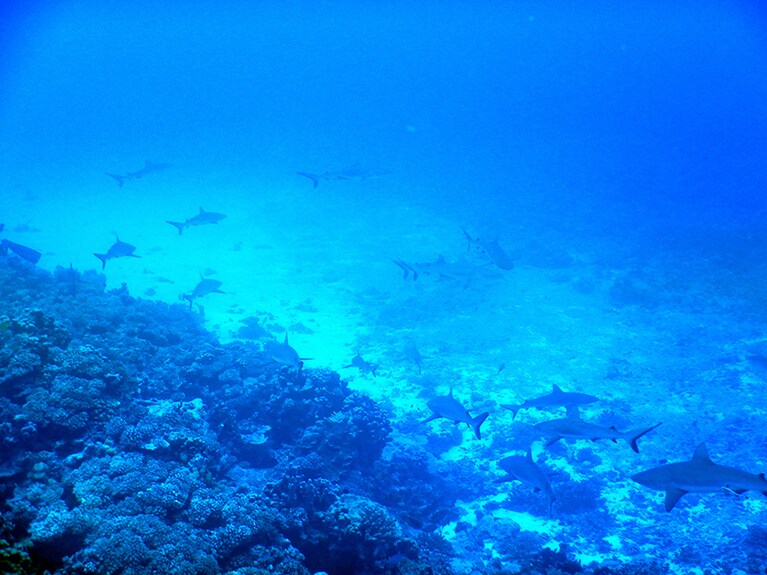 “ウォール・オブ・シャーク”と呼ばれるほど、サメが多いファカラバ。怖くはない種類なのでご心配なく。