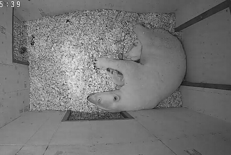 生後48日の様子／写真提供＝ズーラシア