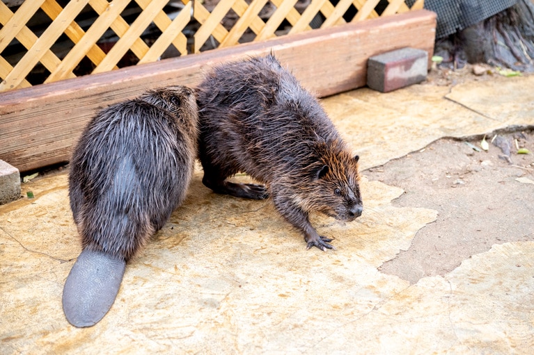 いまでは仲良しのねむ（左）とヤマブキ。