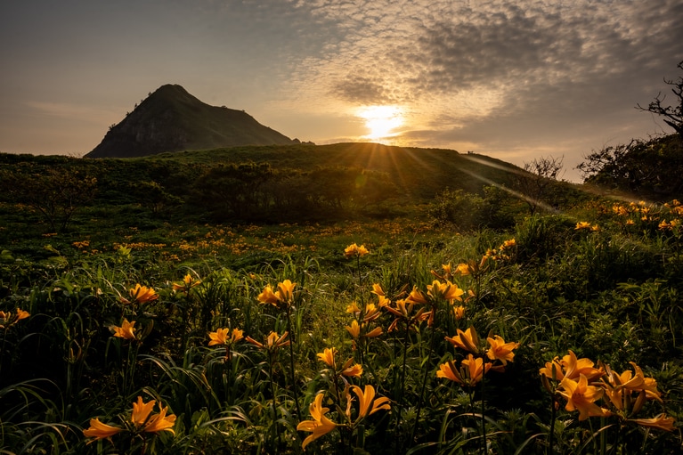 「初夏の佐渡島」　筧 悠里恵 「越後の夕に咲く」 大野亀。西日に照らされるトビシマカンゾウはより一層輝いて見えました。