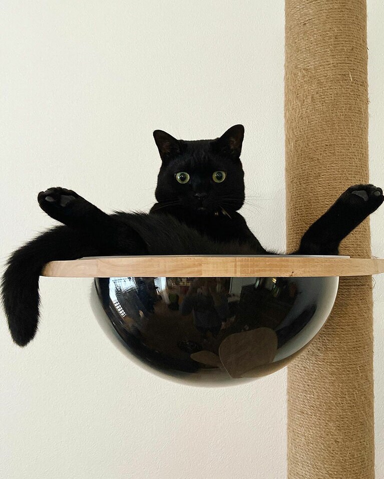 バロン ♂ 2歳半。うちのほんそごバロンこちゃんっ かわいくて男フロントっ←親バカ