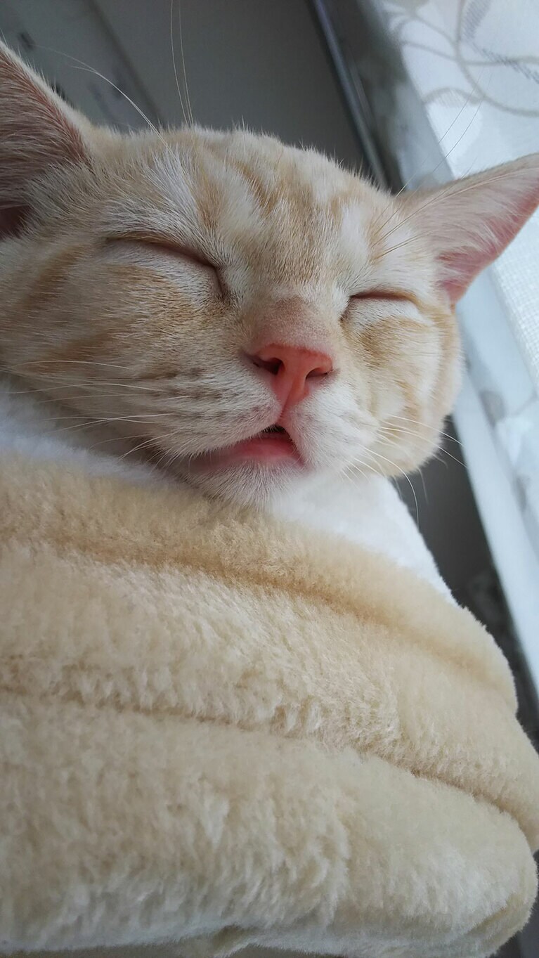 うず丸 ♂ 7歳。安心しすぎの寝顔に癒されるを通り越して笑ってしまいます（うず。さん）