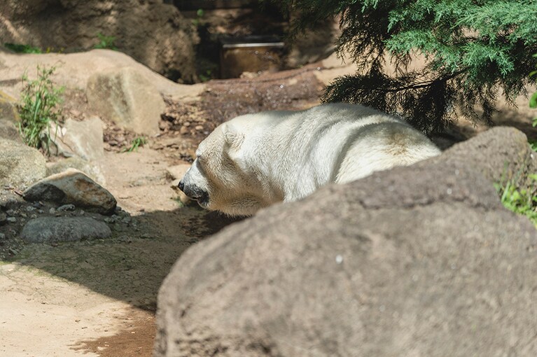 ホッキョクグマ。温暖化の影響で野生の個体数は激減しています。自然環境のために私たちができることを考えてみるのも動物園での豊かな時間の使い方です。ちなみにこの日はお散歩に忙しく、こちらを見ることはありませんでした。ご挨拶はまた次回！