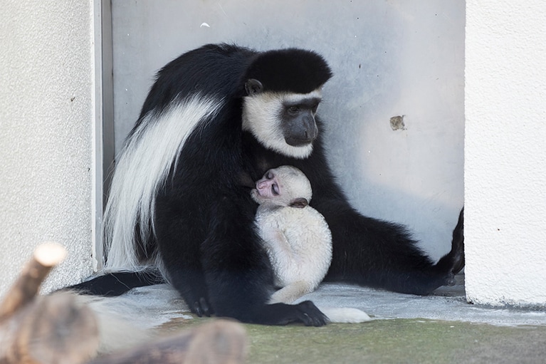 アビシニアコロブスの親子。まるで絵画のよう。