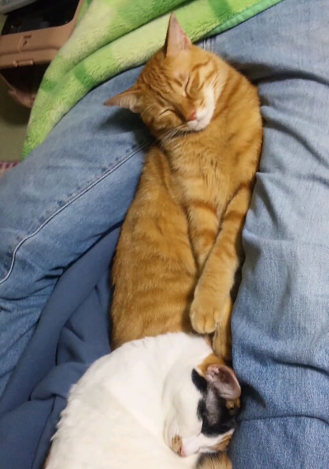 【グランプリNo.5】虎徹 ♂ 2歳。