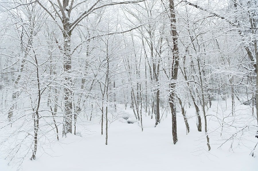 緑の季節は歩けない場所も、雪で覆われた冬は散策コースに変わる。