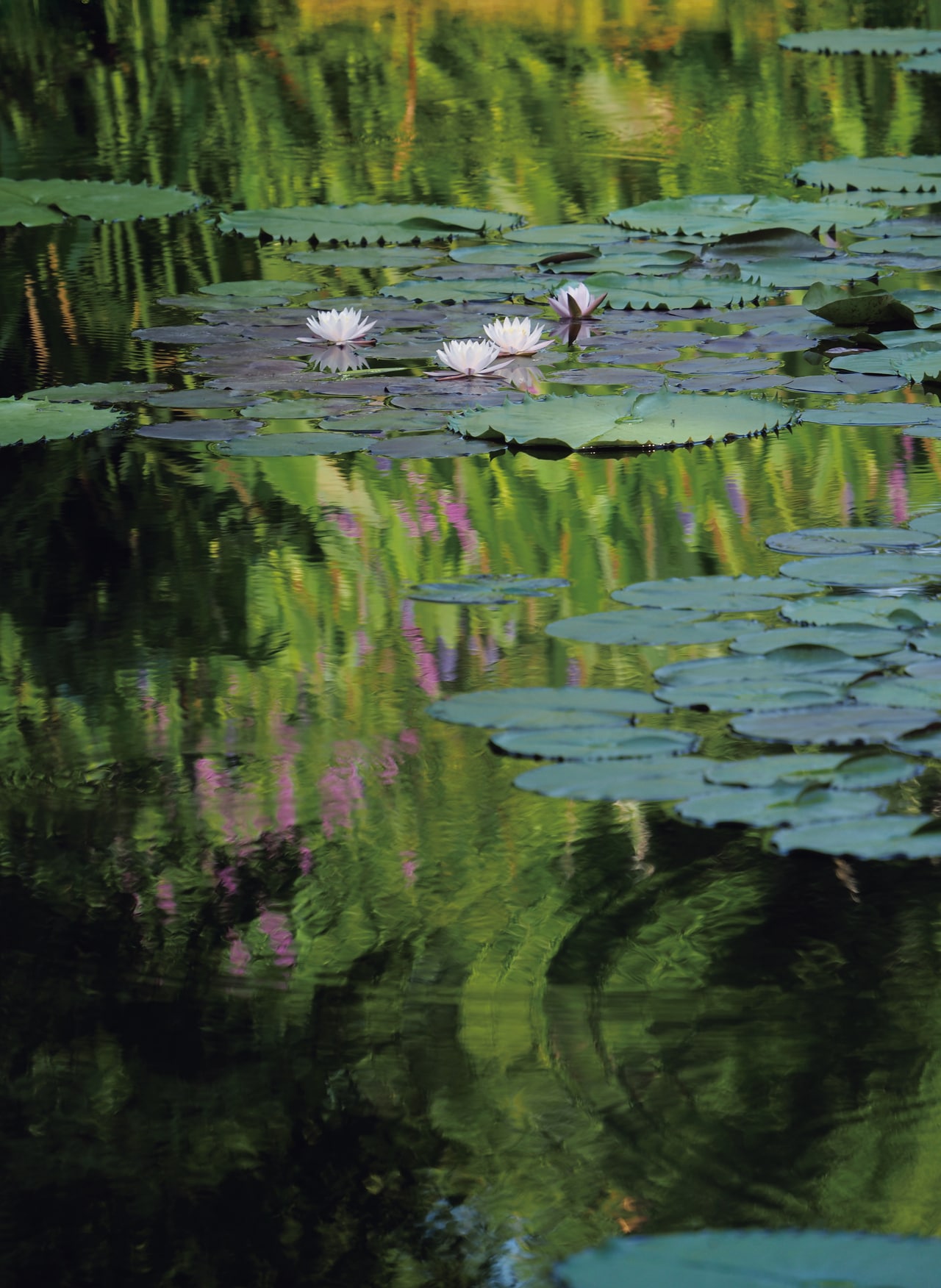 睡蓮の池の水面に光や周囲の緑が反映する「北川村『モネの庭』マルモッタン」の「水の庭」。