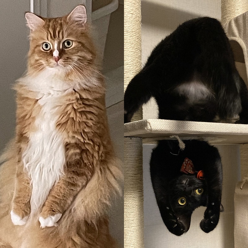 「かわいいニャングランプリ2026」【5】なかなか撮れない貴重な姿！ 奇跡の瞬間部門の発表です！