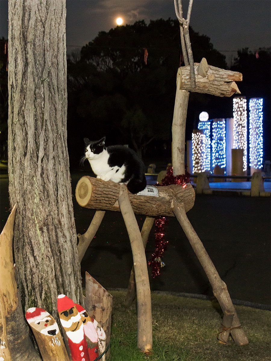 「今夜はここでサンタの爺さんを待ち伏せて、プレゼントをネコそぎいただくのニャ♪」