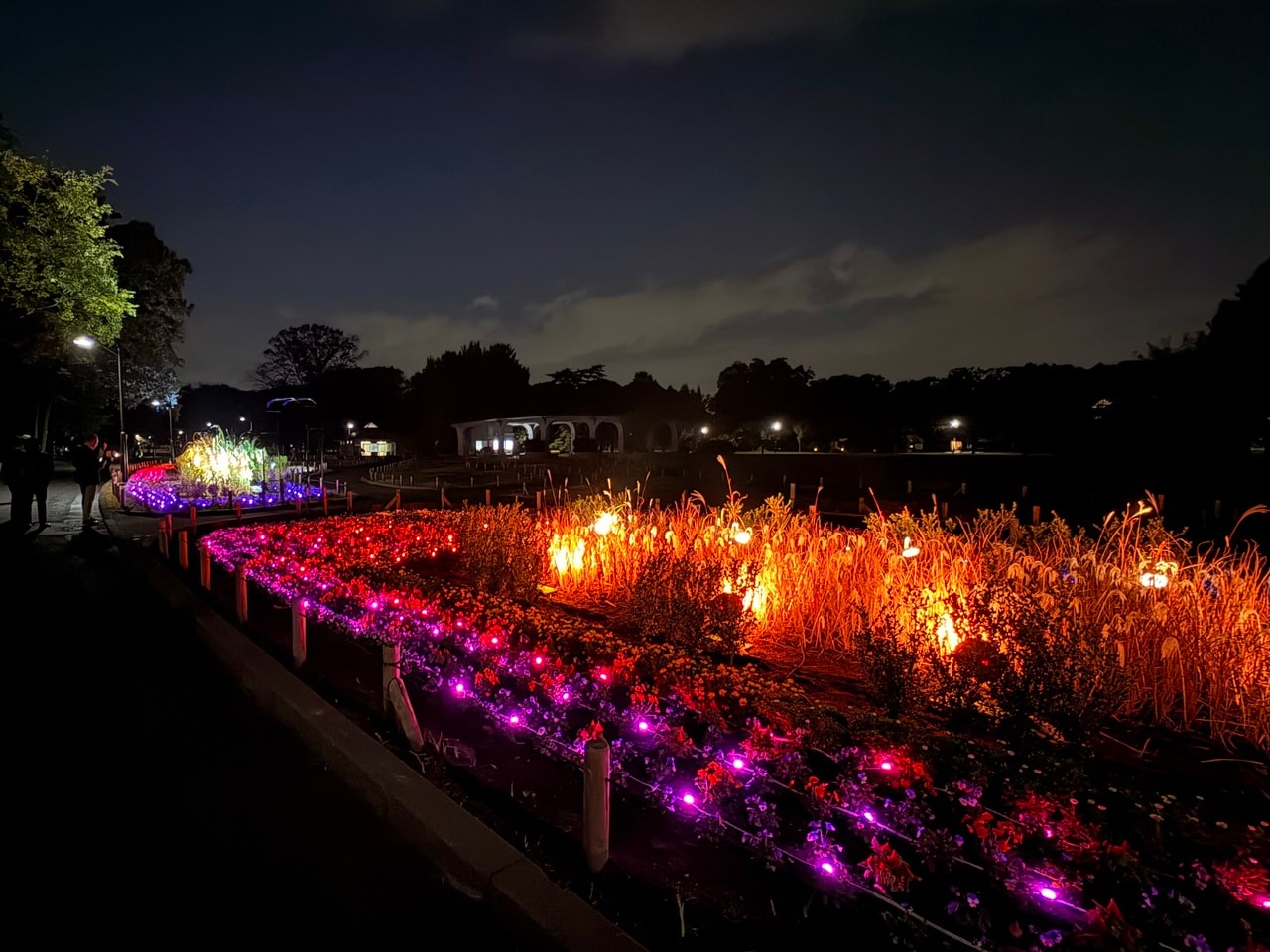 植物が生き生きと輝くよう設計された「宿根草園のライトアップ」。