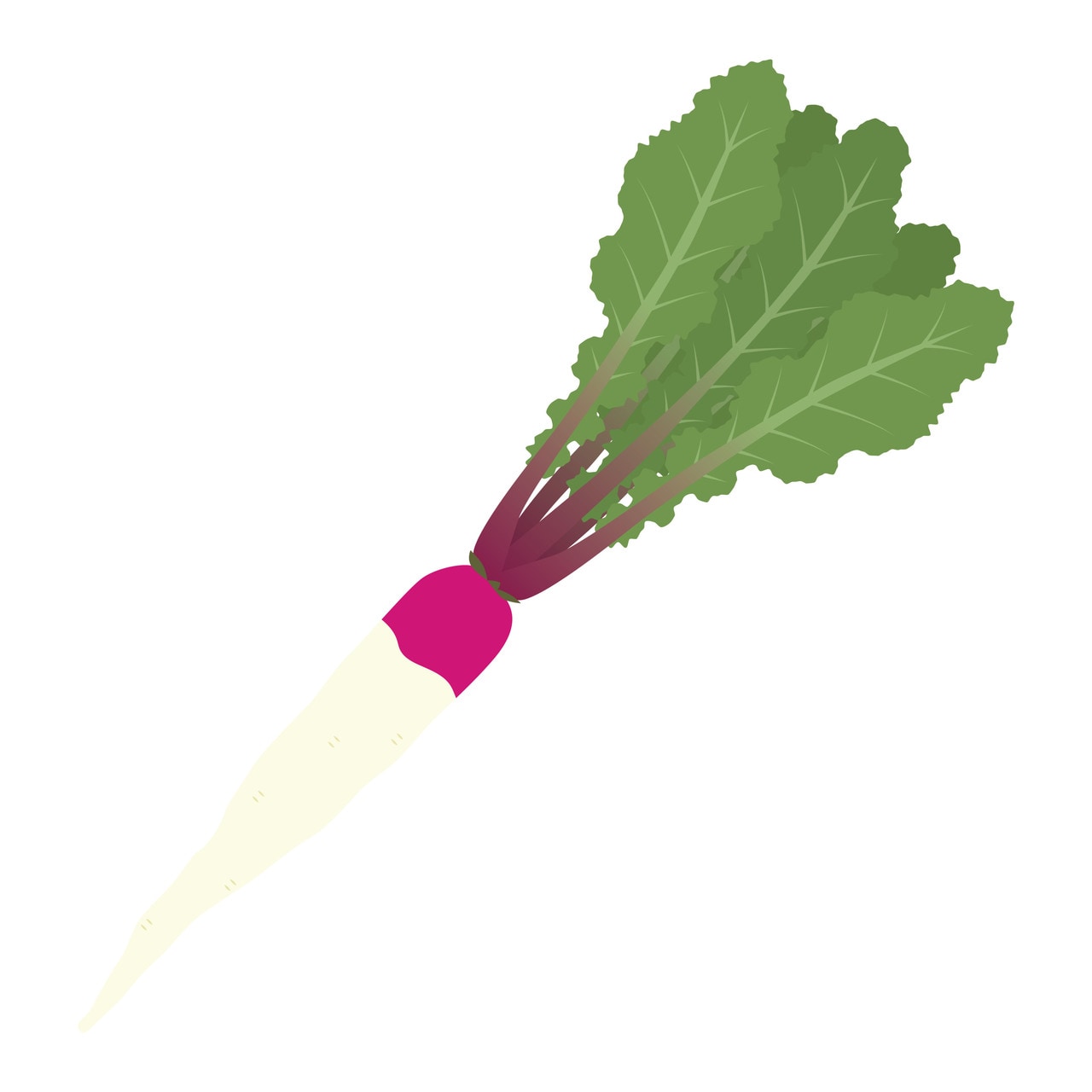 日野菜は赤と白のかわいいカブ。滋賀の伝統野菜のひとつ。提供：kisasage/イメージマート