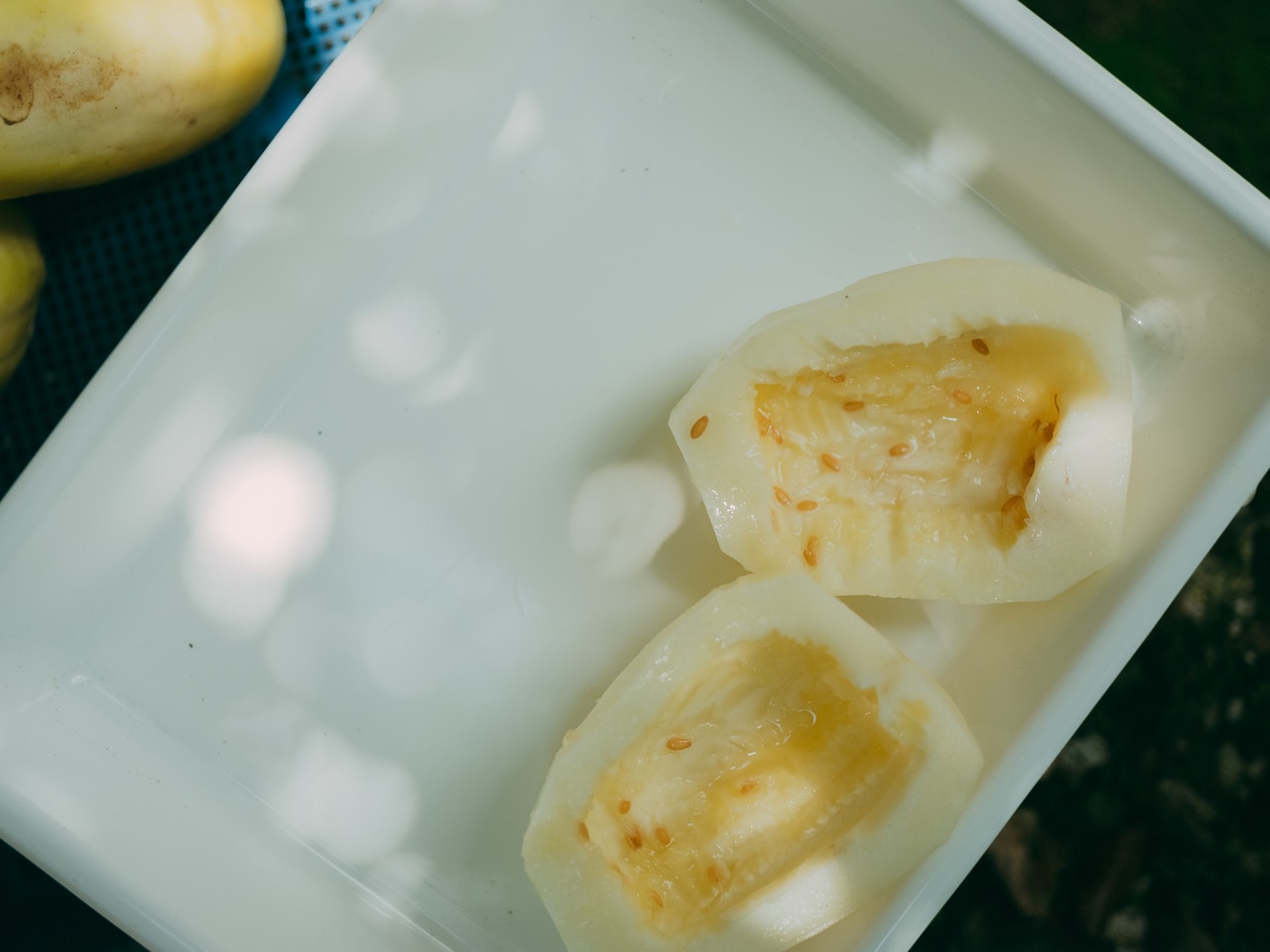 かつての日本の夏の風物詩。日本在来まくわうり。