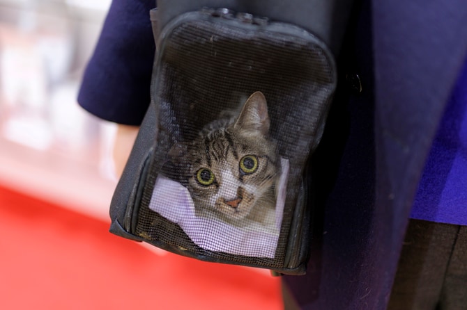 ドロンパくんの出勤風景。キャリーバッグを嫌がらないように慣らすことは、社会化の大切なステップのひとつ。