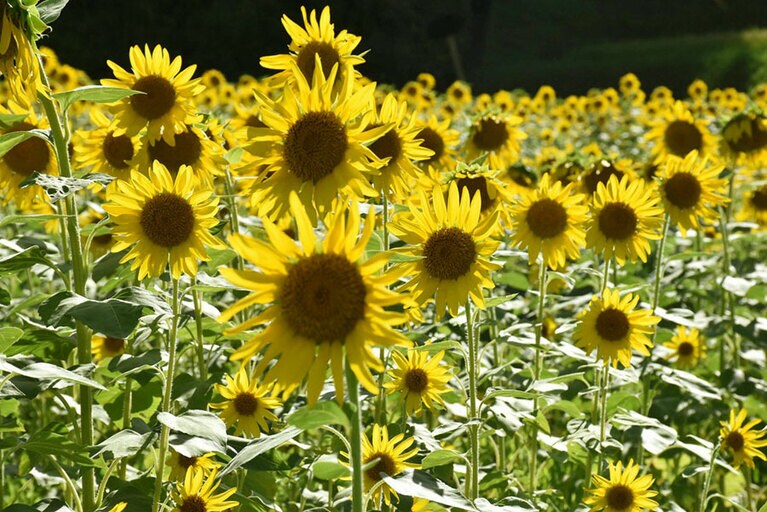 沢谷熊見地域のひまわり。
