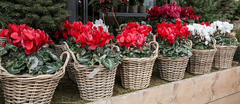 最近ではフリル咲きや八重咲きなど様々な形のシクラメンがあります。