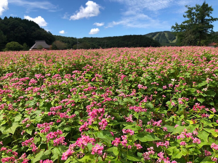 そばの里 北広島町。