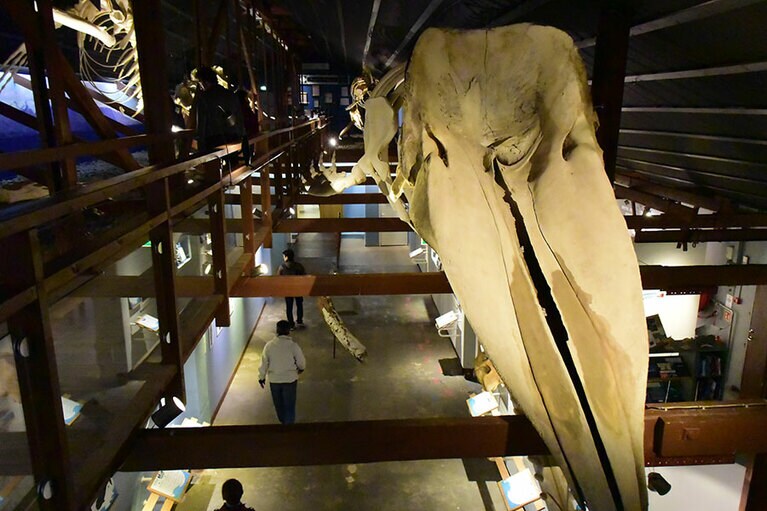 港にたたずむフーサヴィーク・クジラ博物館。骨格だけでもウォッチング。