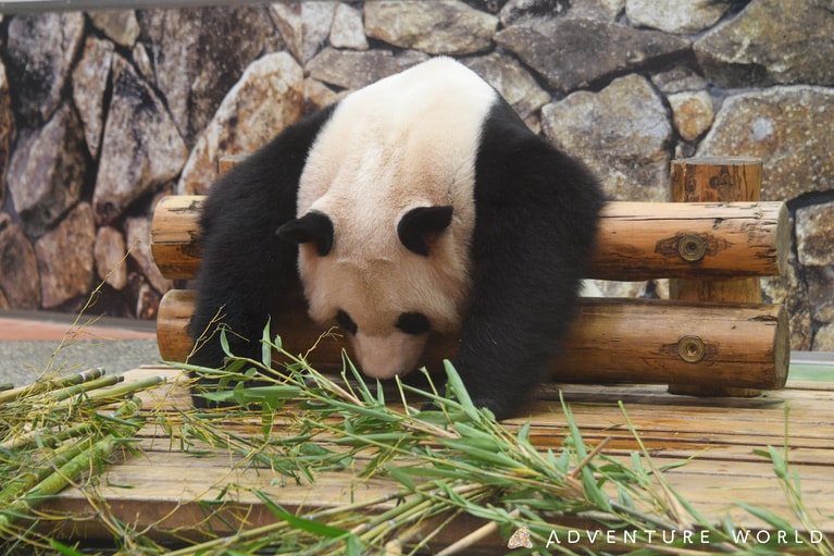 広報・長谷川さんのベストショット。まるで布団!? のような寝方の良浜。©アドベンチャーワールド