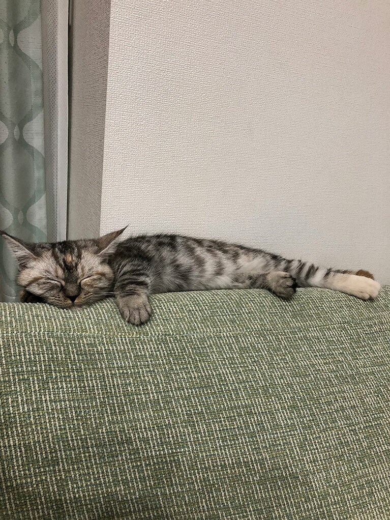 ナナちゃん ♀ 1歳。とにかく眠い！