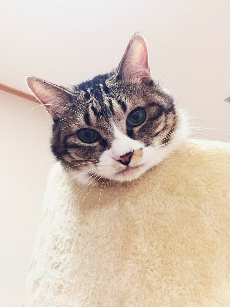 セブン（宮内庁提供）