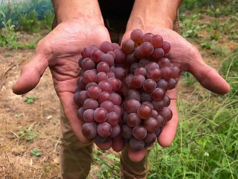 置賜盆地の「イエローマジックワイナリー」の畑で育ったデラウエア。