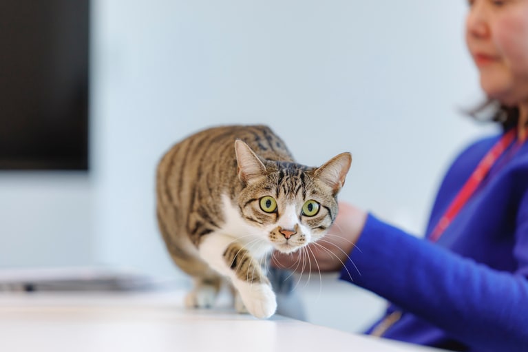 ドロンパくん。