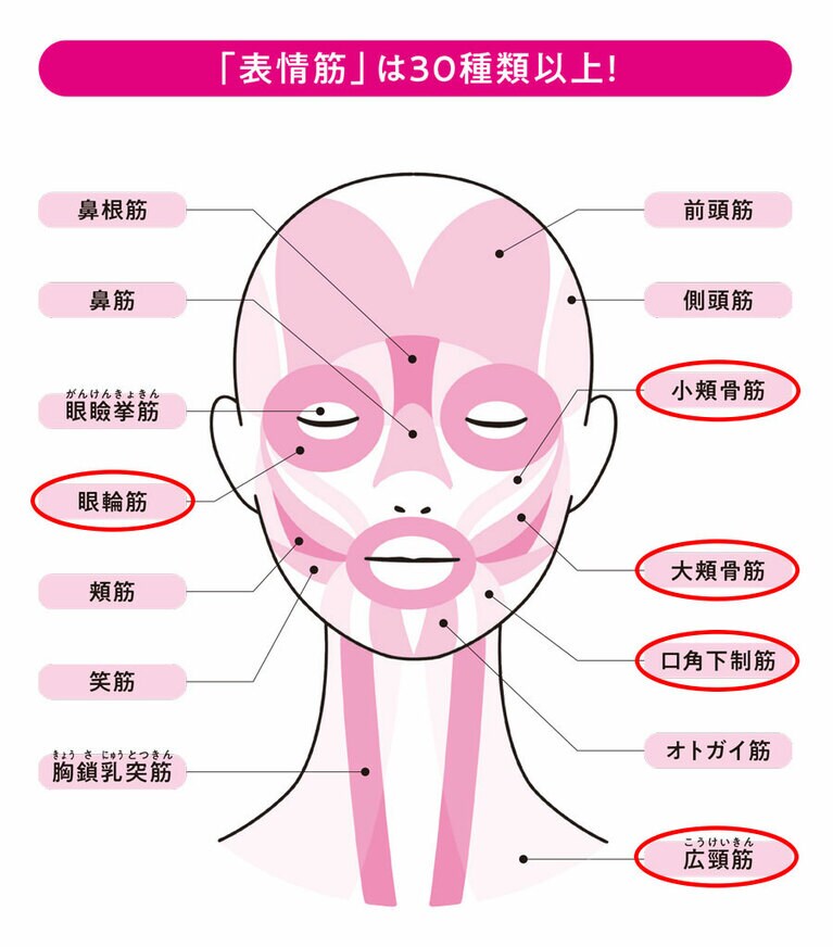 表情筋の名称。赤い丸で囲ってある筋肉が、顔の若さに関係する。※画像は『目元のクマ・たるみ解消法』（内外出版社）より。