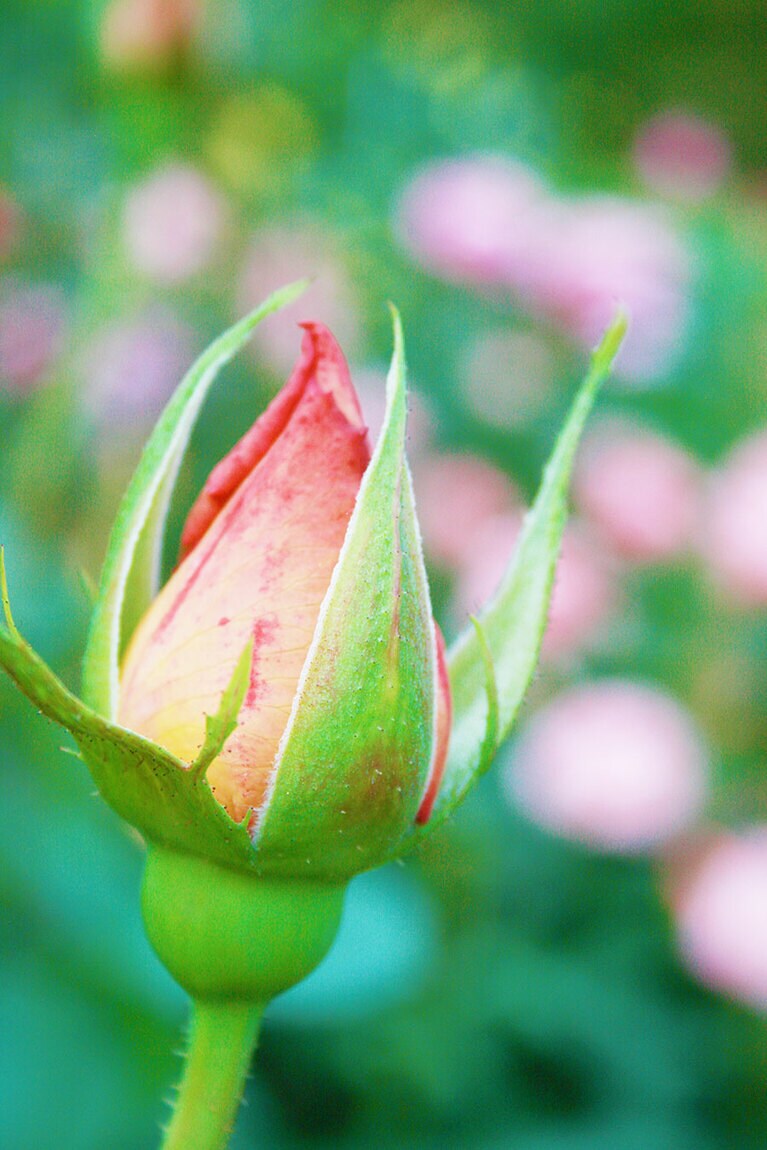 バラのつぼみにも独特な魅力があります。