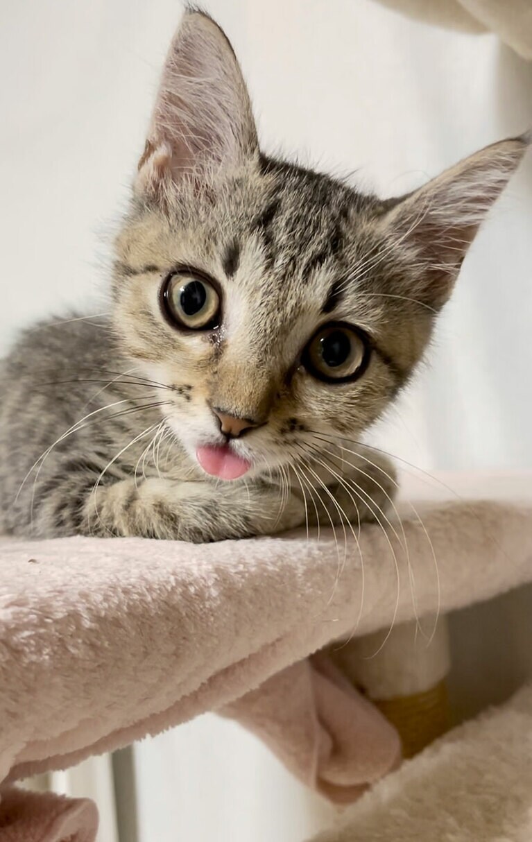 そら メス 6カ月。仔猫のそらは遊ぶことに夢中で舌をしまい忘れてました。その姿に飼い主もほっこりでした（トチまるさん）。