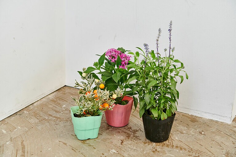 火・木・土にフレッシュな鉢花が入荷される。