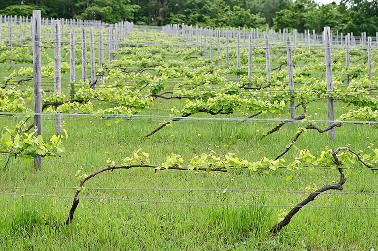 【RITAFARM & WINERY】ぶどう畑。