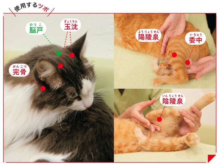 中心線にあるツボは緑の丸で示しています。