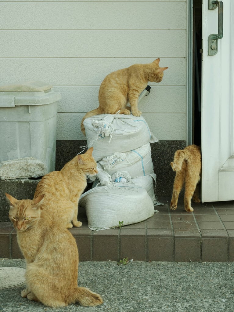 vol.049「茶トラ軍団、参上なのニャ！」「見張っていてやるのニャ！」「チャッチャと仕事をするのニャ！」「お宝をネコそぎいただくのニャ♪」