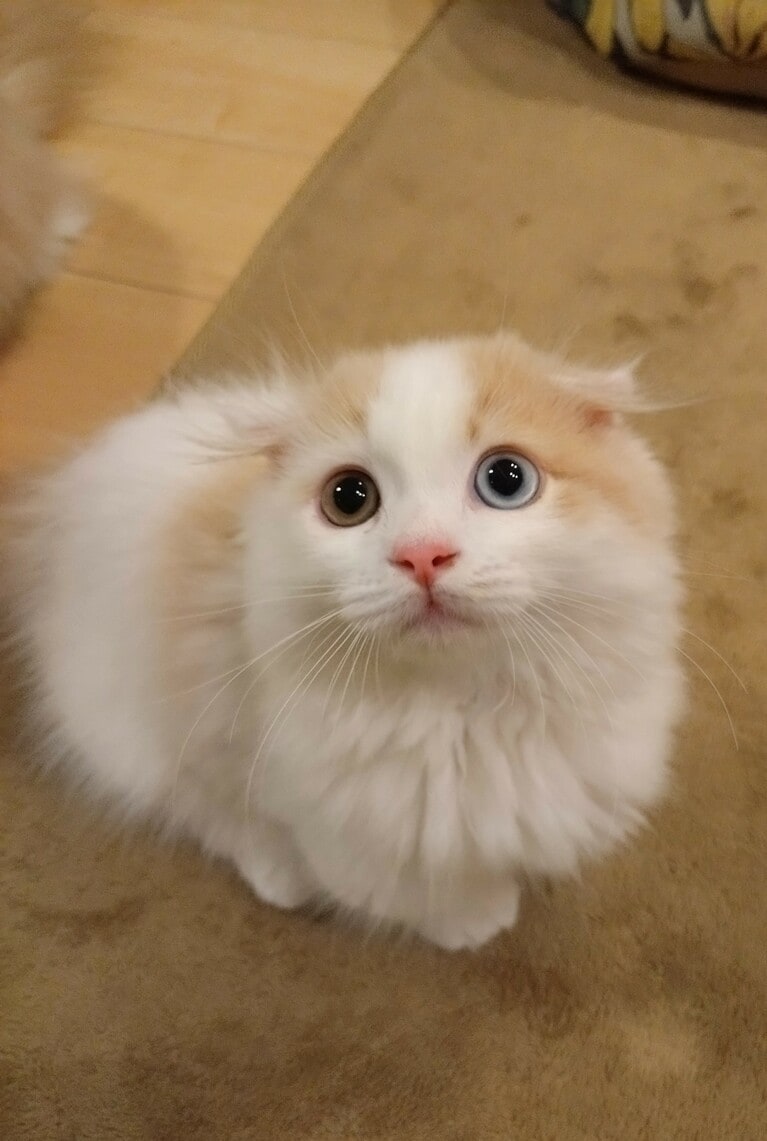 りん ♂ 0歳。オッドアイのりんの目は不思議で何故か惹き込まれます（ゆうちゃんさん）