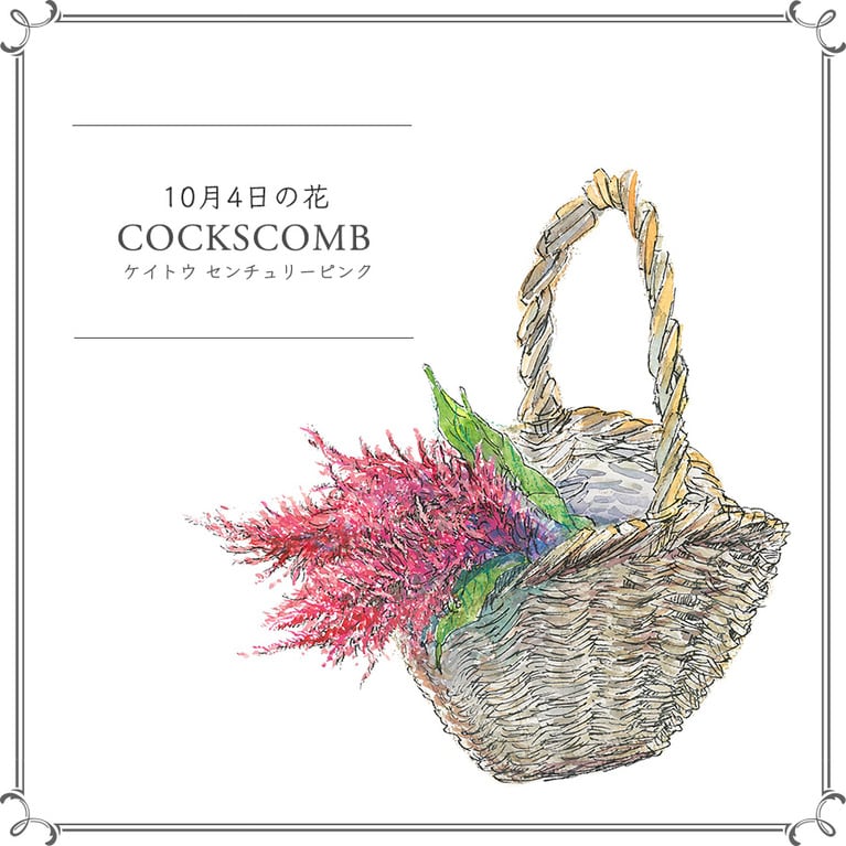 10月4日の花「ケイトウ センチュリーピンク」