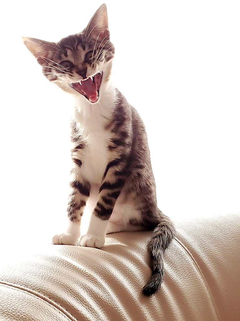 あめ ♀ 1歳。低気圧大接近の嵐の朝、突如 道路の真ん中に現れてうずくまって大渋滞を引き起こしていたところを保護したのが出会い。アクビ姿はまるでエイリアンなので猫の姿をした宇宙人で宇宙船からこぼれ落ちてきたんだねってことにしています。