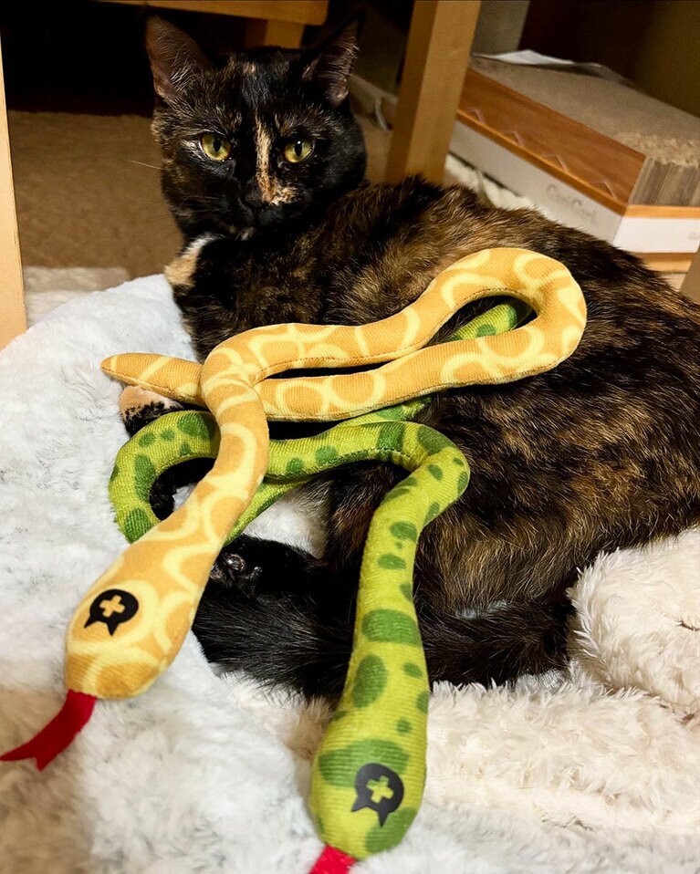 蘭 ♀ 3歳。流行りのヘビさんと（縁蘭かあさんさん）