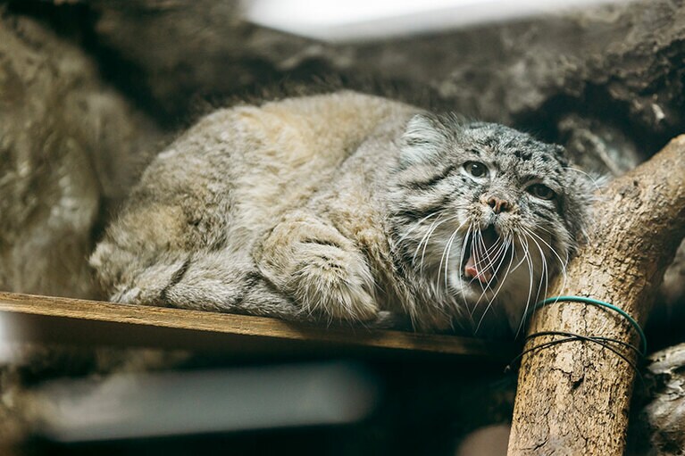 上野動物園のマヌルネコ。