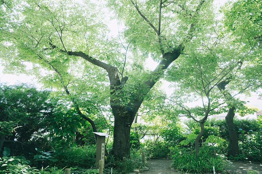牧野博士が高知県の知人から苗をもらって植え、昭和50年に現在の位置に移植されたセンダイヤザクラ。
