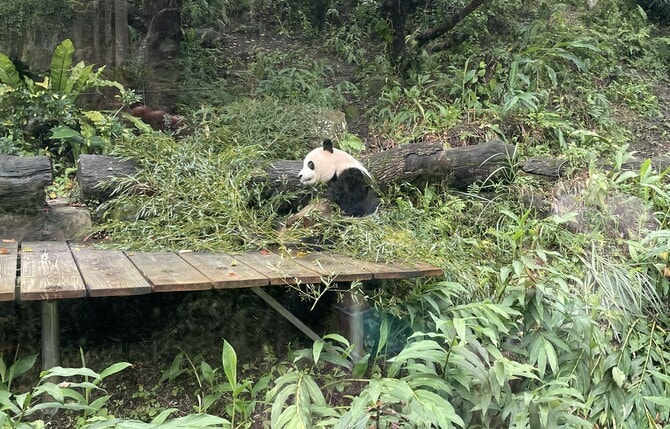 台湾でパンダ三昧！ 動物園からパンダグッズ、パンダグルメまで「台北