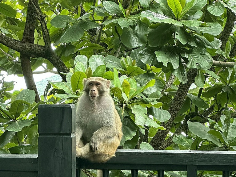 敷地内には40家族のマカクが暮らしている。