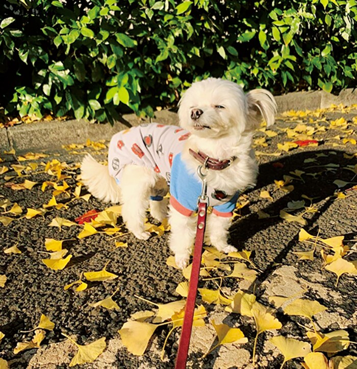 紅葉シーズンには色づいた落ち葉と一緒にパチリ。