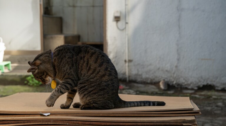 店の裏で遊んでいることも。