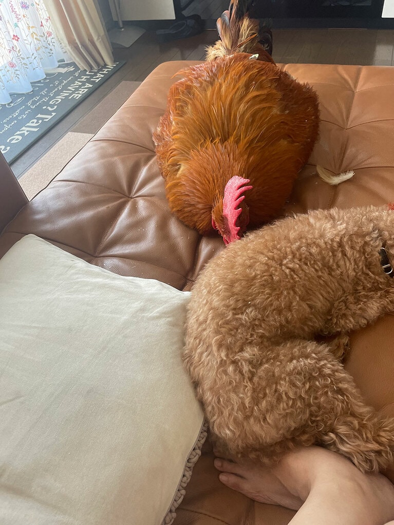 犬と身体をくっつけるコッコちゃん。